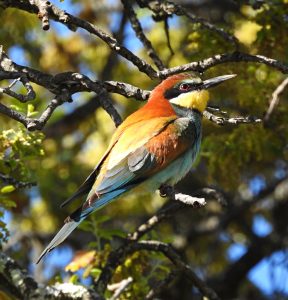 Merops apiaster