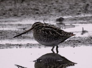 Gallinago gallinago