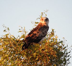 Circaetus Gallicus