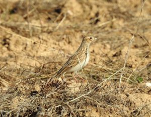 Alauda arvensis