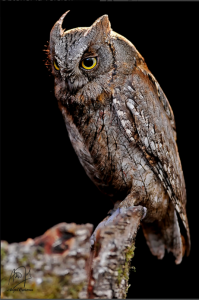 Rapaces nocturnas, Otus scops, Petit-duc scops, Dwergooruil