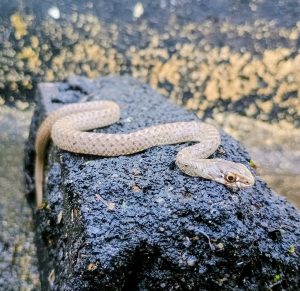 Malpolon monspessulanus