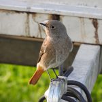 Phoenicurus ochruros, Mediterranean mountain birds