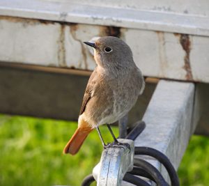 Phoenicurus ochruros, Mediterranean mountain birds