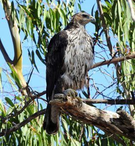 Hieraaetus fasciatus, Diurnal raptors of Extremadura