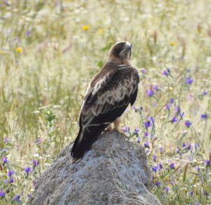  Hieraaetus pennatus, Diurnal raptors of Extremadura