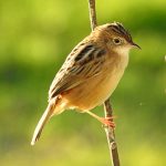 Cisticola juncidis