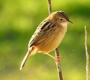 Cisticola juncidis