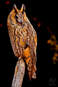 Asio otus, Hibou moyen- duc, Ransuil