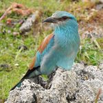 Coracias garrulus