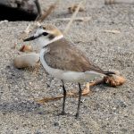 Charadrius alexandrinus