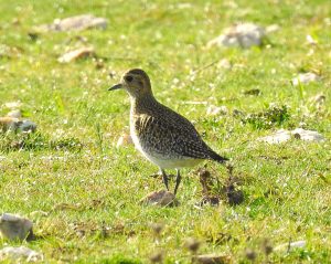 Aves acuáticas Pluvialis apricaria