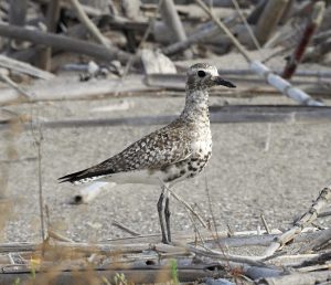 Aves acuáticas Pluvialis squatarola