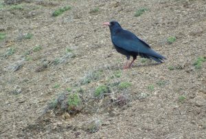 Aves de montaña, Pyrrhocorax pyrrhocorax, Crave à bec rouge, Alpenkauw