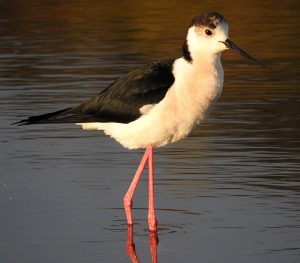 Aves acuáticas Himantopus himantopus