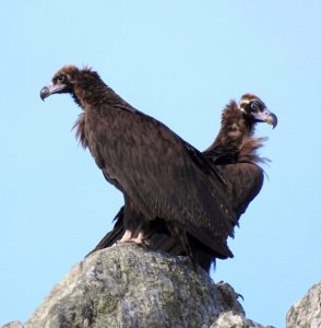 Aegypius monachus, Diurnal raptors of Extremadura