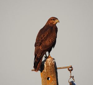 Buteo buteo, Diurnal raptors of Extremadura