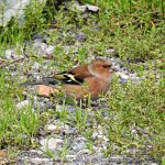 Fringilla coelebs