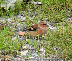 Fringilla coelebs