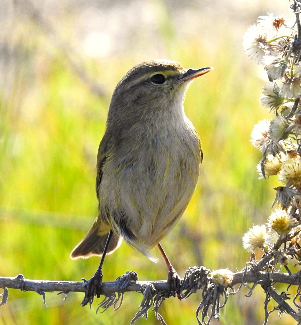 Phylloscopus collybita