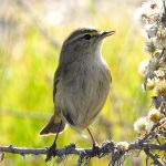 Woodland birds