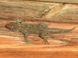 Tarentola mauritanica