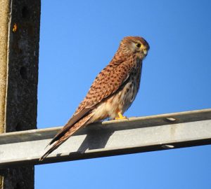 Falco tinnunculus