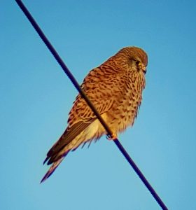 Falco tinnunculus, Diurnal raptors of Extremadura