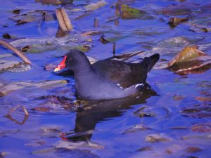 Gallinula chloropus, waterfowl of Extremadura