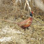 Phasianus colchicus