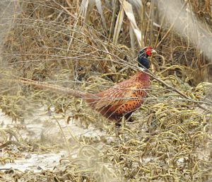 Phasianus colchicus