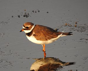 Charadrius hiaticula