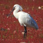 Platalea leucorodia