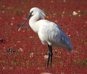 Platalea leucorodia