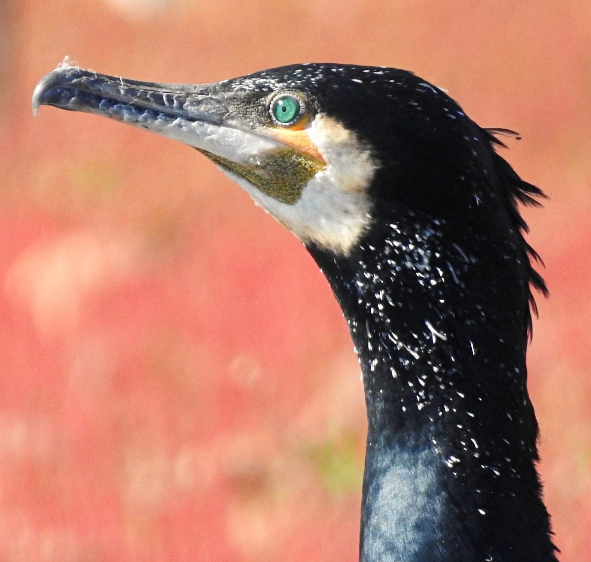 Phalacrocorax carbo