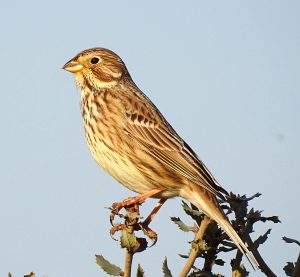 Emberiza calandra