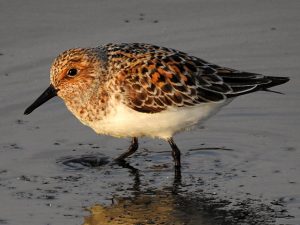 Aves acuáticas Calidris alba