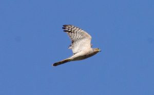 Accipiter nisus, Épervier d’Europe, Sperwer
