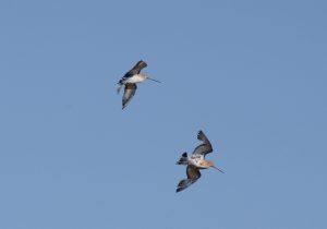 Limosa limosa, Barge à queue noire, Grutto