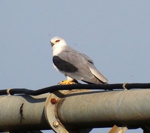 Elanus caeruleus