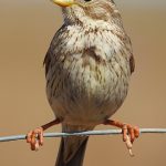 Emberiza calandra, Bruant proyer, Grauwe gors