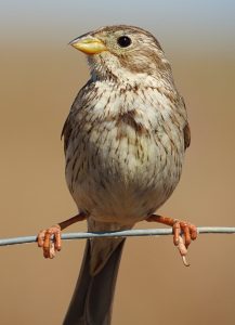 Aves esteparias, Emberiza calandra, Bruant proyer, Grauwe gors