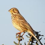 Emberiza calandra