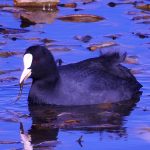 Fulica atra