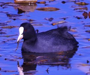 Fulica atra, waterfowl of Extremadura