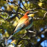 Merops apiaster