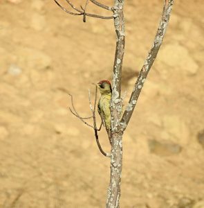 Picus viridis