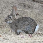 Lagomorphs