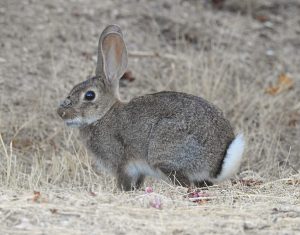 Oryctolagus cuniculus, rabbits and hares