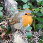 Erithacus rubecula